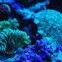 fish tank picture - Actincs on coral