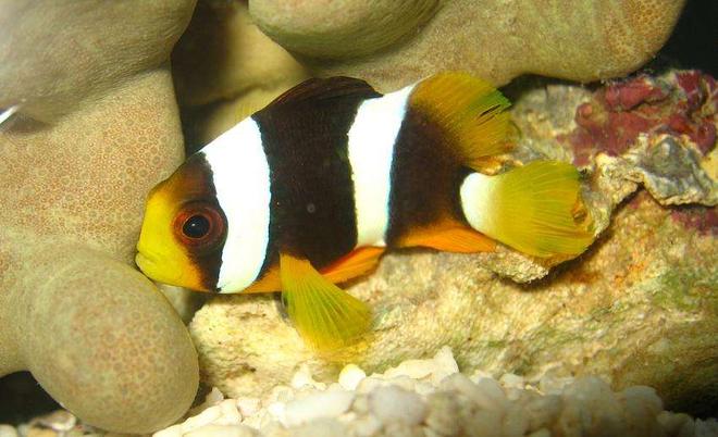 saltwater fish - amphiprion clarkii - clarkii clownfish stocking in 4 gallons tank - Clark's Clownfish (Amphiprion Clarkii)