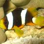 saltwater fish - amphiprion clarkii - clarkii clownfish stocking in 4 gallons tank - Clark's Clownfish (Amphiprion Clarkii)
