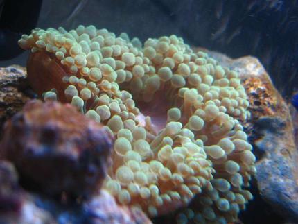 corals inverts - entacmaea quadricolor - bulb anemone stocking in 4 gallons tank - Bubble-Tip Anemone (Entacmaea Quadricolor)