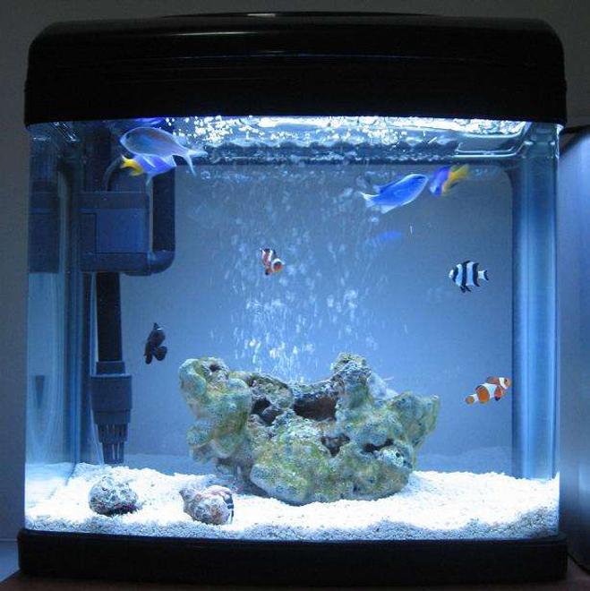 4 gallons saltwater fish tank (mostly fish, little/no live coral) - 1 DAY OLD
My 16 litre (4 gallon) reef tank : )