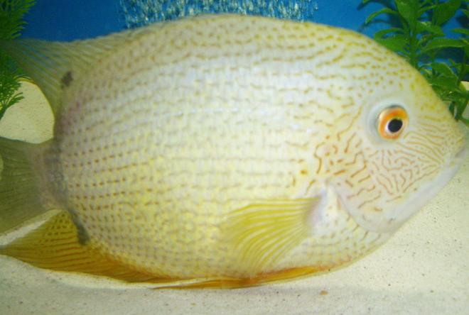 freshwater fish - heros serverus - green severum stocking in 42 gallons tank - severum-green male.
