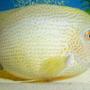 freshwater fish - heros serverus - green severum stocking in 42 gallons tank - severum-green male.