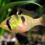 freshwater fish - papiliochromis ramirezi - german blue ram stocking in 44 gallons tank - Female Microgeophagus Ramirezi
