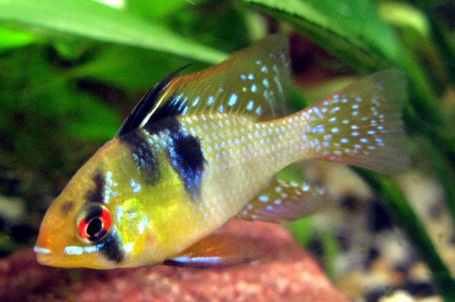 freshwater fish - papiliochromis ramirezi - german blue ram stocking in 44 gallons tank - Male Blue Ram (microgeophagus ramirezi)