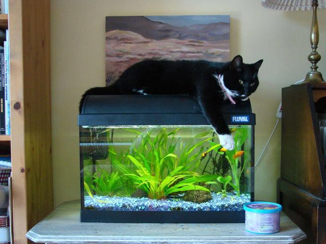 200 gallons planted tank (mostly live plants and fish) - This is my 10 gallon tank. My cat Lizzie likes to lie on top of it because the light makes it nice and warm. :)