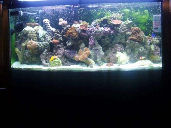 72 gallons reef tank (mostly live coral and fish) - 72 Gallon Reef