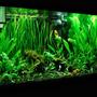 75 gallons planted tank (mostly live plants and fish) - 75 gallon planted tank
