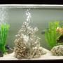 42 gallons freshwater fish tank (mostly fish and non-living decorations) - sand substrate with dry corral and clam. black volcanic rock, limbstone rock and plastic plants. -external canister filtration- 1x eheim classic 700 and 1x Aqua one 1000. cichlids