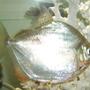 freshwater fish - metynnis argenteus - silver dollar stocking in 42 gallons tank - large silver dollar female