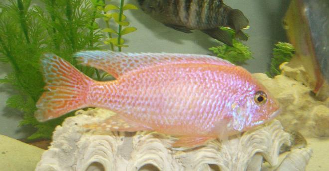 freshwater fish - aulonocara sp. - strawberry peacock cichlid stocking in 42 gallons tank - male