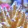 corals inverts - acropora tenuis - tenuis, green with purple tips stocking in 100 gallons tank - Acropora tenuis