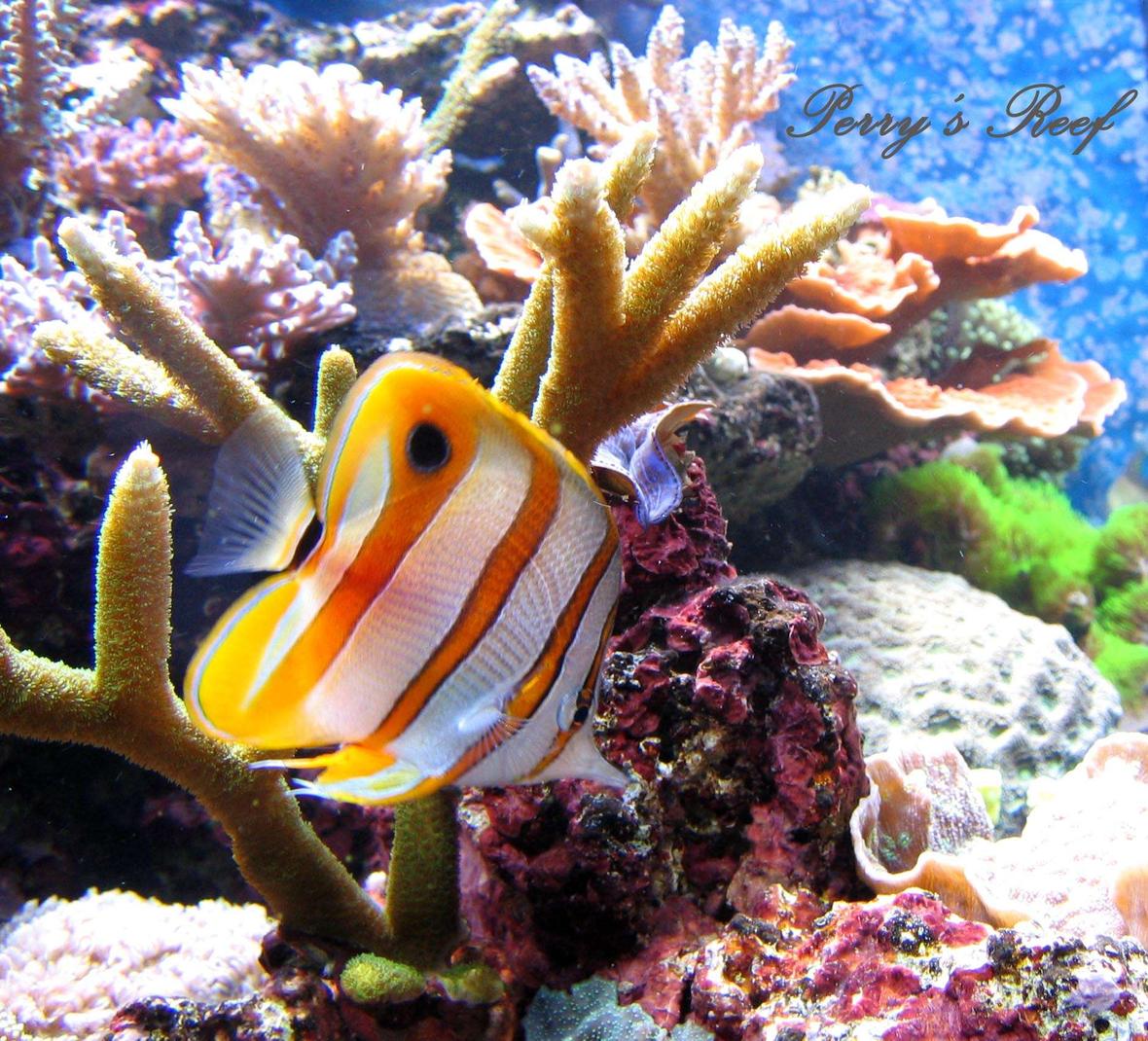 saltwater fish - chelmon rostratus - copperband butterflyfish stocking in 100 gallons tank - Chelmon Rostratus