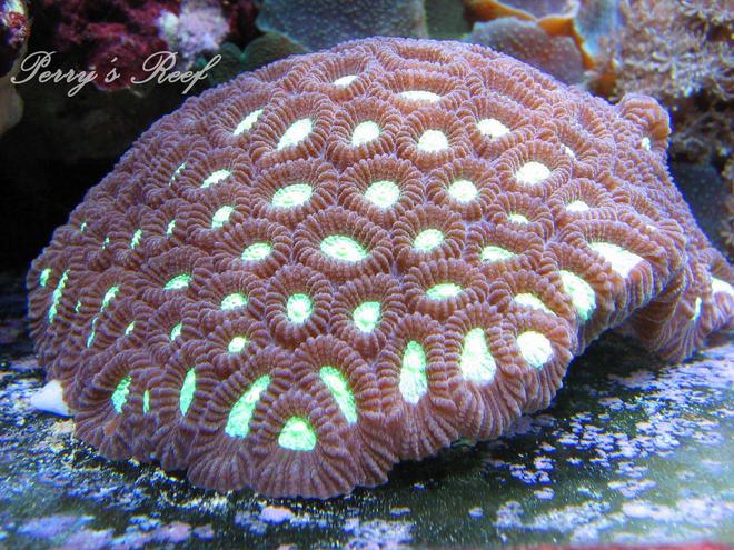 corals inverts - favites sp. - neon eye favia brain stocking in 100 gallons tank - Favites