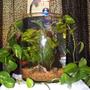 6 gallons planted tank (mostly live plants and fish) - 6g hand blown glass tank