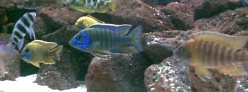 Rated #840: Freshwater Fish - Aulonocara Stuartgranti - Peacock Cichlid Stocking In 120 Gallons Tank - the three amigos,three of my peacocks.