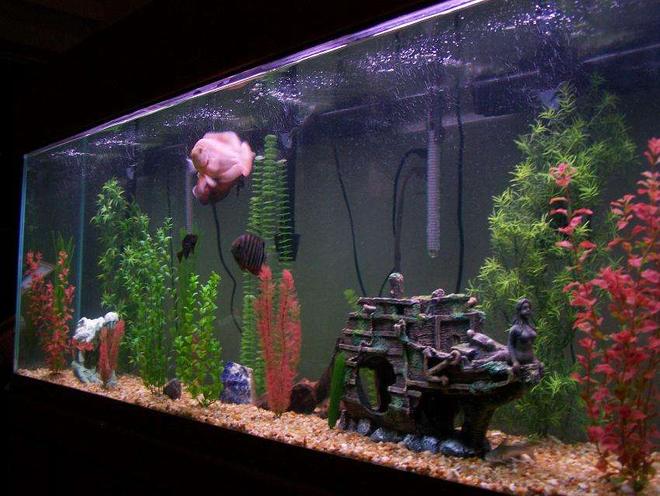 freshwater fish tank (mostly fish and non-living decorations) - 150 gallon Oscar tank