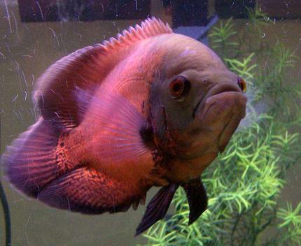 freshwater fish - astronotus ocellatus - red oscar - Red Oscar (Nigel)