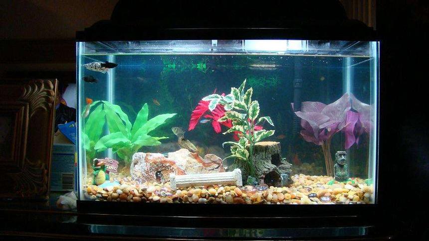 Rated #3881: 10 Gallons Freshwater Fish Tank - 10 gallon fish tank