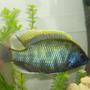 freshwater fish - nimbochromis venustus - venustus cichlid stocking in 42 gallons tank - venustus wild caught male