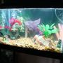 10 gallons freshwater fish tank (mostly fish and non-living decorations) - angle view