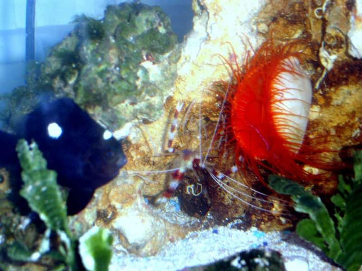 corals inverts - lima sp. - electric flame scallop stocking in 52 gallons tank - domino damsel, coral banded shrimp and a electric red flame scallop