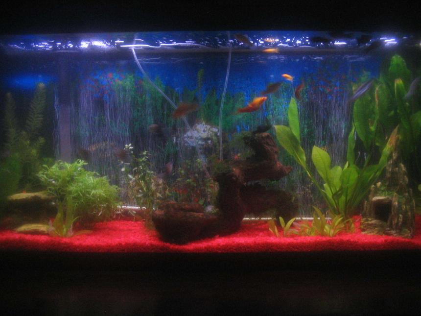 Rated #219: 55 Gallons Planted Tank - 55 gallons of fun