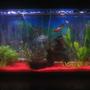 55 gallons planted tank (mostly live plants and fish) - 55 gallons of fun