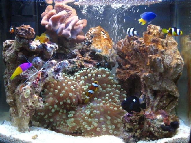4 gallons reef tank (mostly live coral and fish) - 2 WEEKS OLD
My 16 litre (4 gallon) reef tank : )