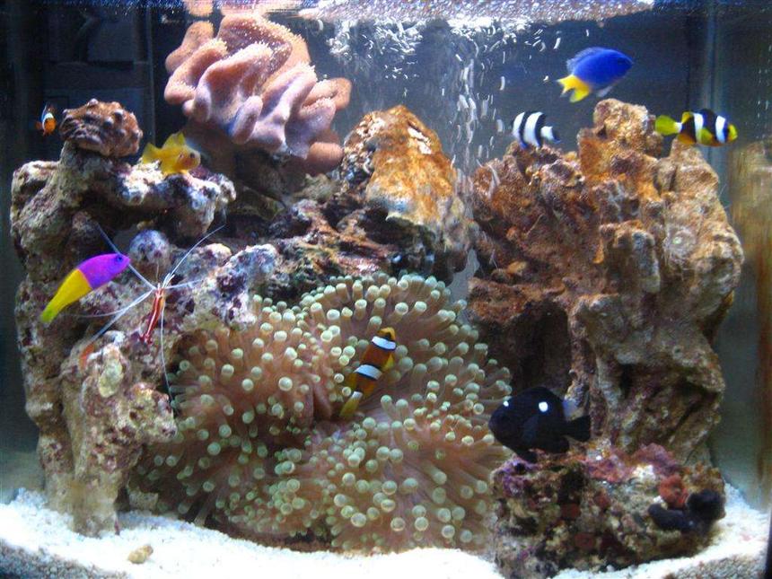 Rated #133: 4 Gallons Reef Tank - 2 WEEKS OLD
My 16 litre (4 gallon) reef tank : )