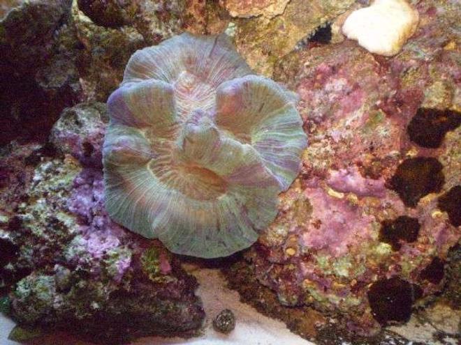 corals inverts - trachyphyllia geoffroyi - brain coral, trachyphyllia stocking in 55 gallons tank - My first reef tan..I love my brain!