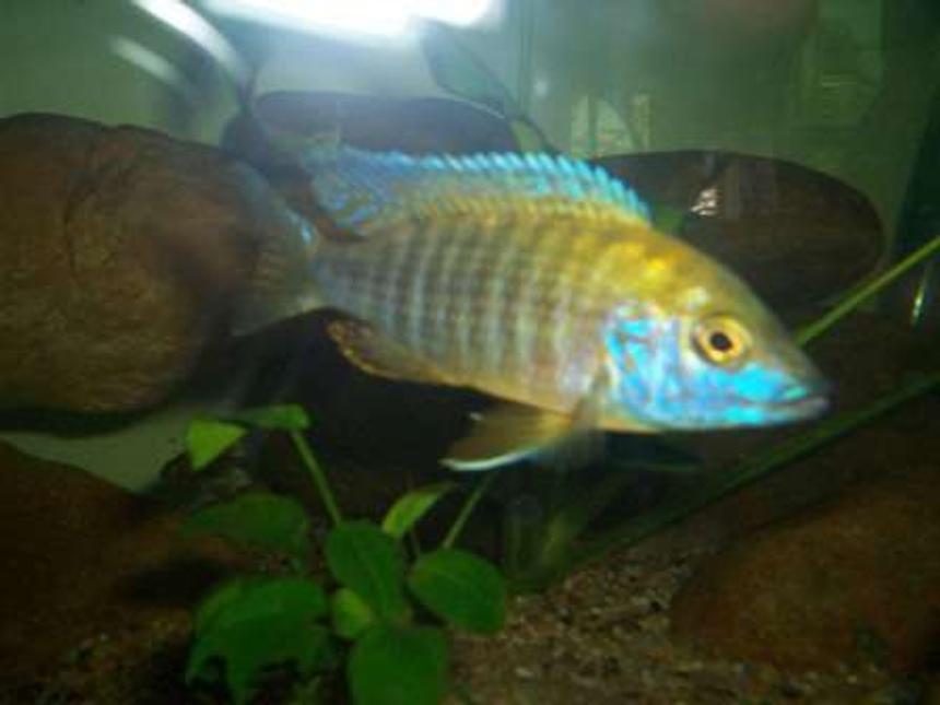 Rated #1792: Freshwater Fish - Aulonocara Baenschi - Sunshine Peacock Stocking In 700 Gallons Tank - Peacock cichlid