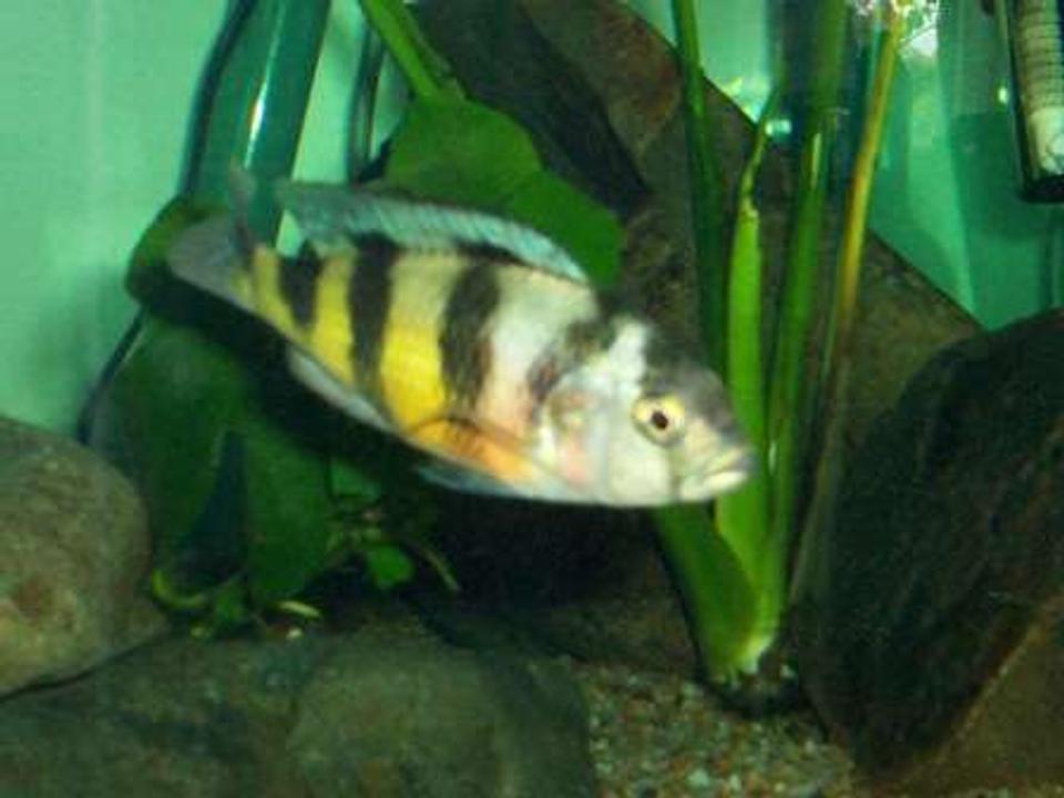 freshwater fish - astatotilapia latifasciata - zebra obliquiden stocking in 700 gallons tank - zebra obliquiden
