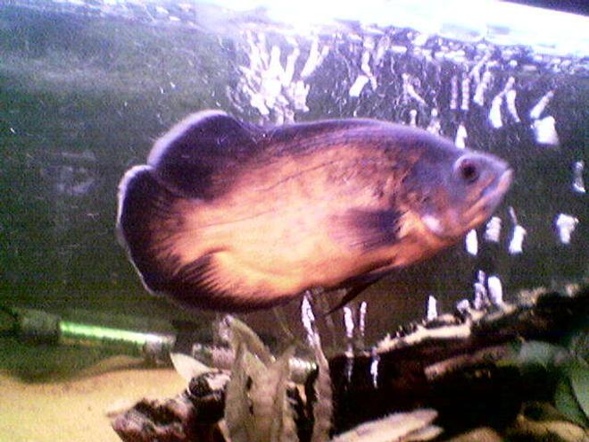 freshwater fish - astronotus ocellatus - red oscar stocking in 57 gallons tank - my 6 inch oscar thorr.i took this picture just before a weekly water change, sorry its a bit blurry am going to take new pictures :):)