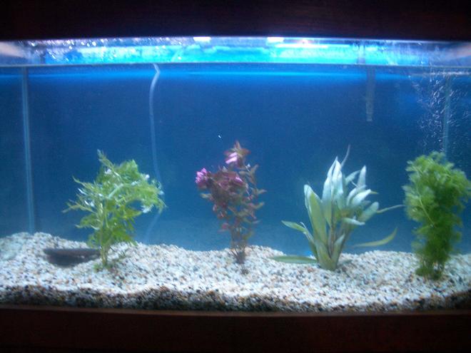 37 gallons planted tank (mostly live plants and fish) - my tank