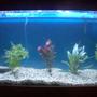 37 gallons planted tank (mostly live plants and fish) - my tank