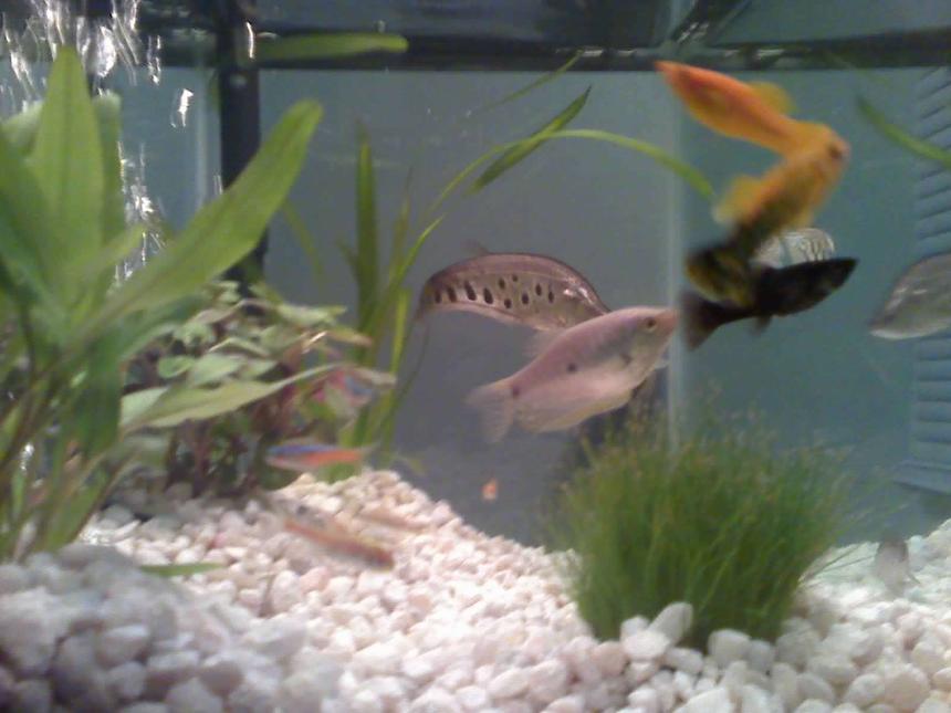 Rated #224: 20 Gallons Planted Tank - (1)clown knife (2)blue gourami (4)mollys (2)neon tetras (2)glow light tetras (2)glow fish (2)cory cats (2)algae eaters  (1) soft shelled turtle and (10)ghost shrimp

(4) assorted grasses and more...

Fish tank picture is blurry because we dont have camera yet so I had to take it from my phone camera but will get way better camera soon Sorry!!!