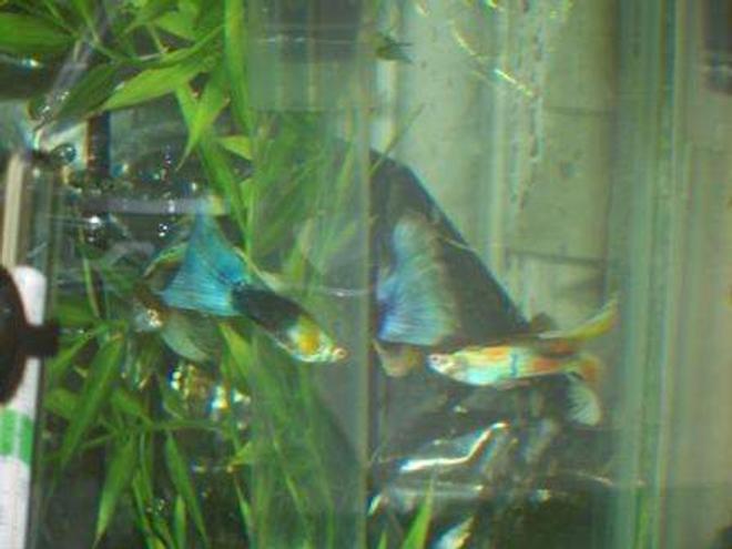 freshwater fish - poecilia reticulata - silver streak flamingo guppy stocking in 25 gallons tank - guppies