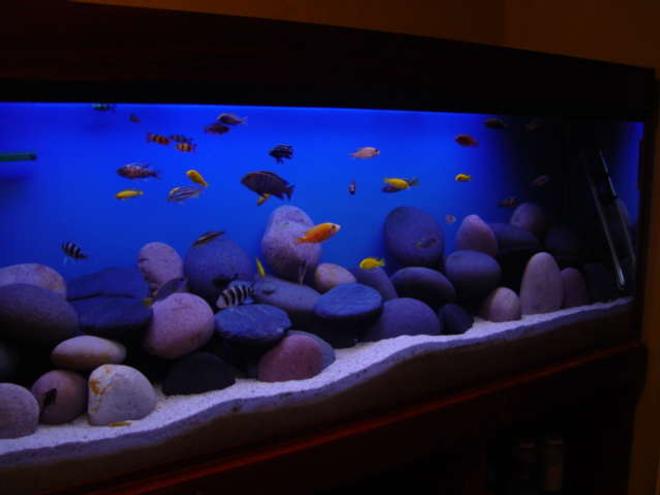 1892 gallons freshwater fish tank (mostly fish and non-living decorations) - my tank