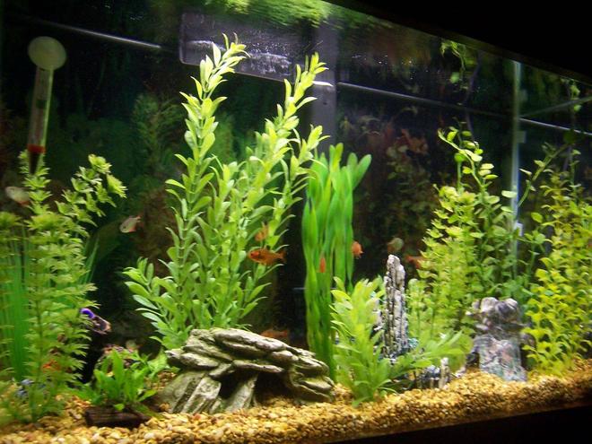 29 gallons freshwater fish tank (mostly fish and non-living decorations) - This is what the tank looked like before I tried live plants.