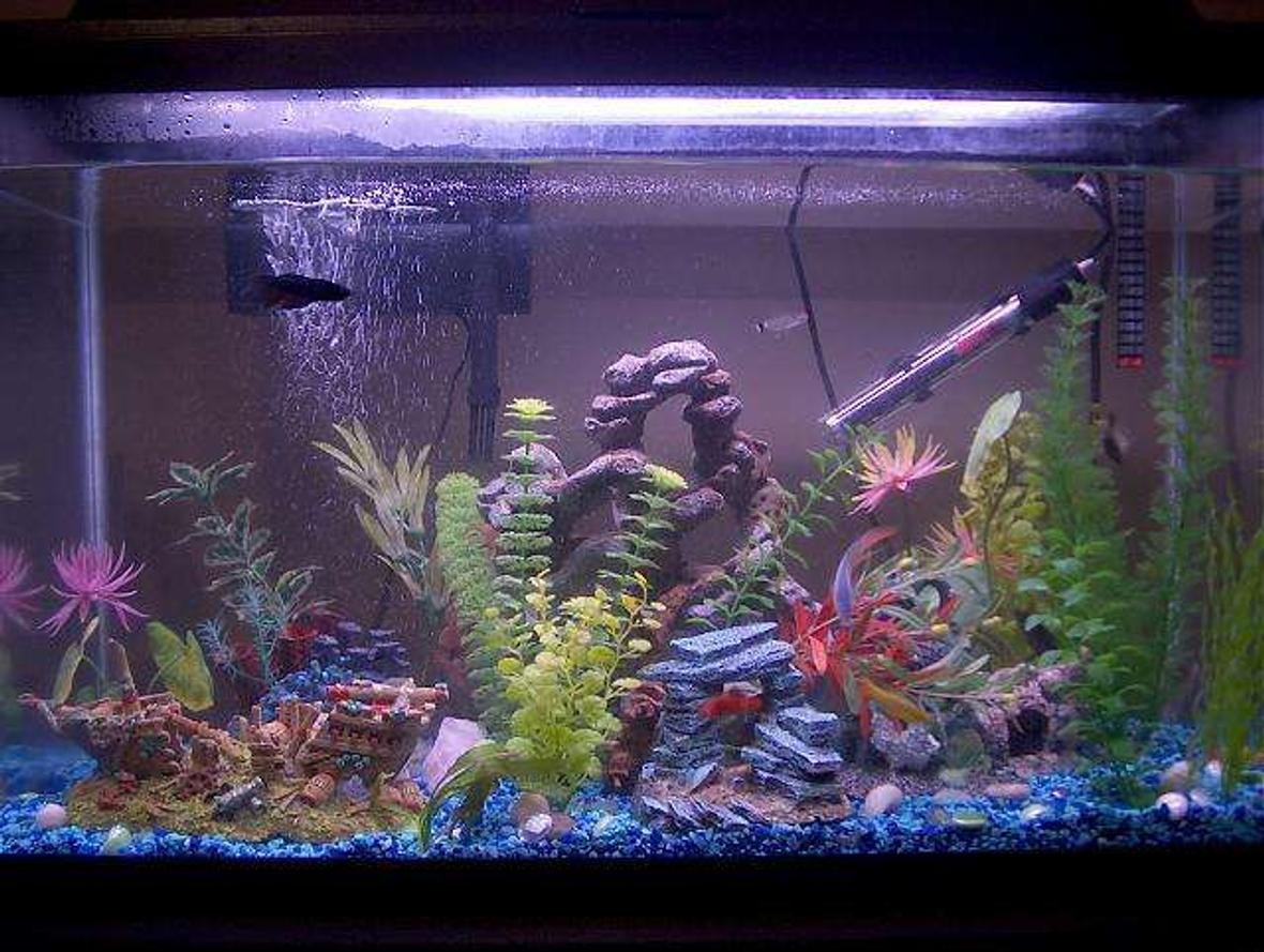 29 gallons freshwater fish tank (mostly fish and non-living decorations) - 29 gallon aquarium