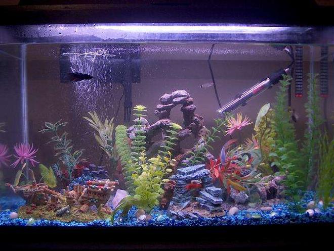 29 gallons freshwater fish tank (mostly fish and non-living decorations) - 29 gallon aquarium