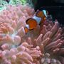 corals inverts - entacmaea quadricolor - rose anemone stocking in 34 gallons tank - Bubble Tip and clown