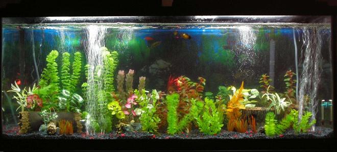 55 gallons freshwater fish tank (mostly fish and non-living decorations) - 55 Gallon old pic new soon