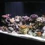180 gallons saltwater fish tank (mostly fish, little/no live coral) - half of the 180 my brother and i put in my wall