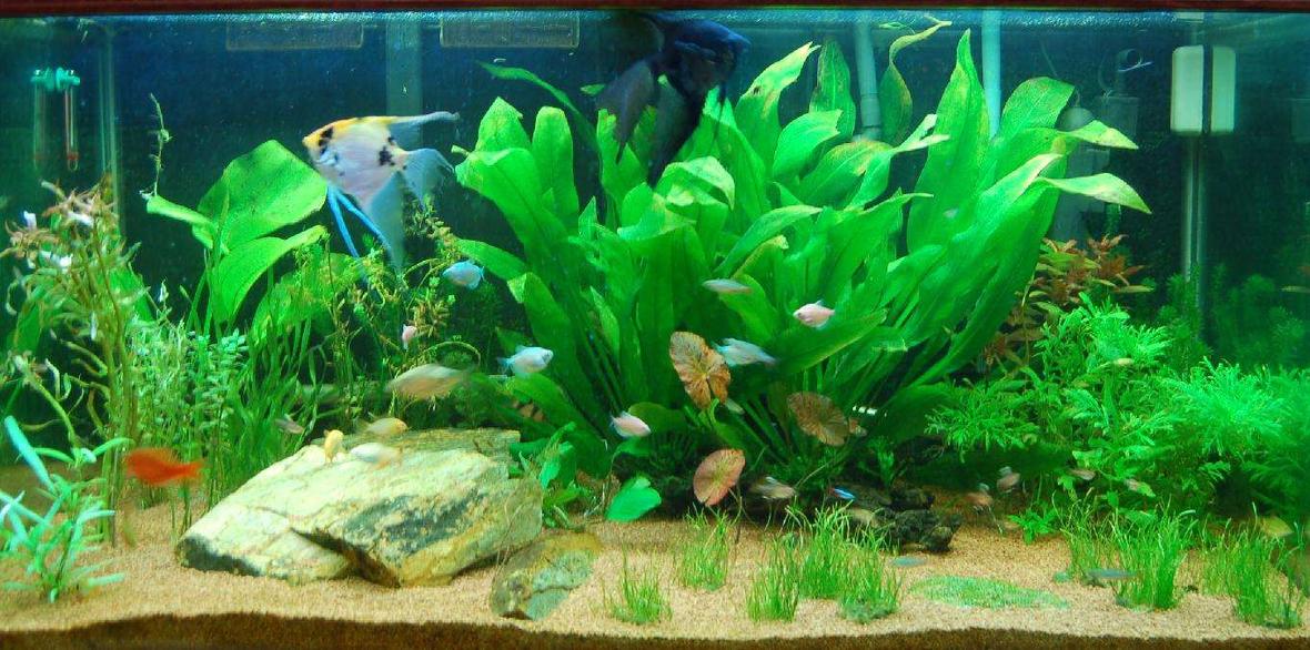 120 gallons planted tank (mostly live plants and fish) - Picture taken 10-23-07. Someone asked what kind of grass that is. It is "narrow leaf micro sword." lilaeopsis mauritius. I grows faster with less light than regular micro sword. I'm hoping it will fill in that whole area soon!