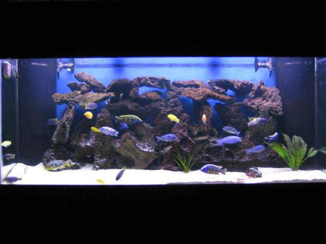 225 gallons freshwater fish tank (mostly fish and non-living decorations) - background shot of my 225 gallon freshwater tank.