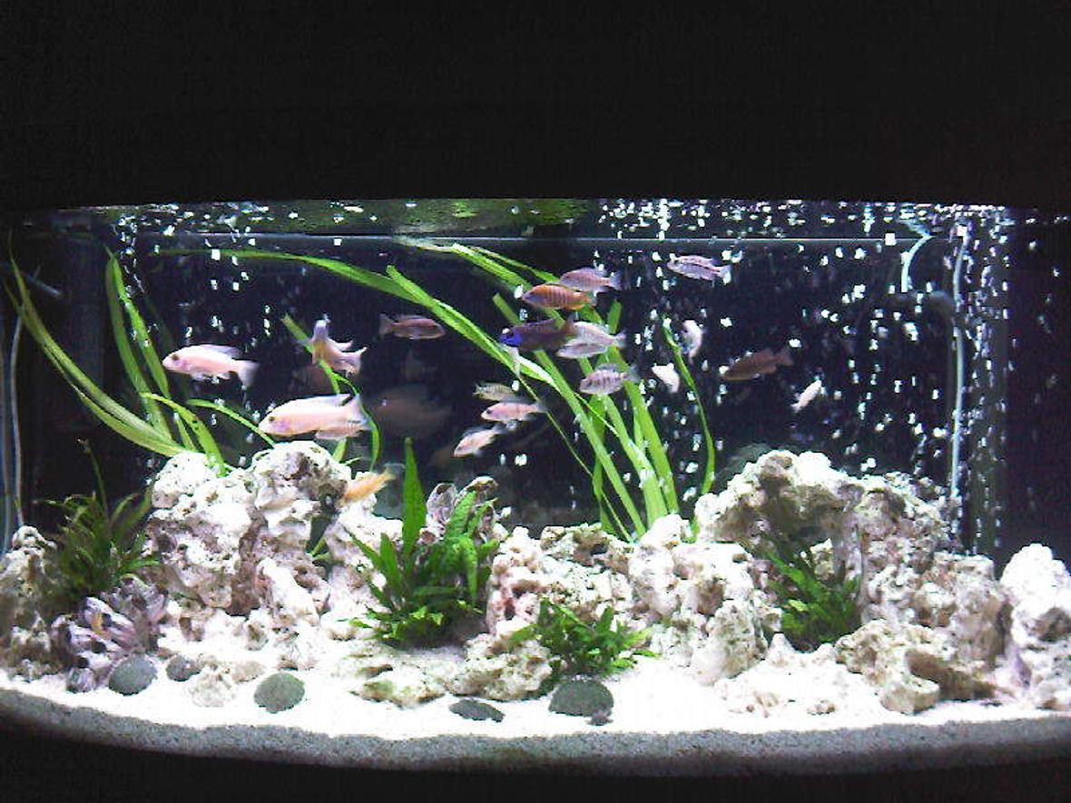 58 gallons freshwater fish tank (mostly fish and non-living decorations) - My African Cichlid Tank.