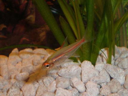 freshwater fish - hemigrammus erythrozonus - glowlight tetra stocking in 20 gallons tank - Glow light Tetra