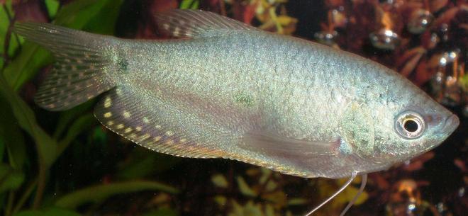 freshwater fish - trichogaster trichopterus - blue gourami stocking in 20 gallons tank - Blue Gourami